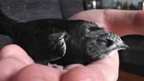 Nepřátelé malých sporů